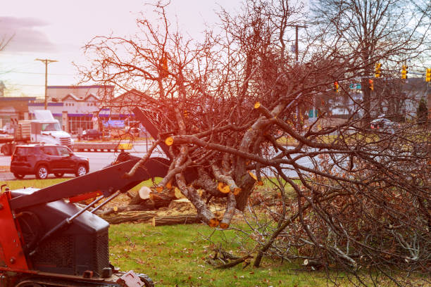 How Our Tree Care Process Works  in  Byram, CT